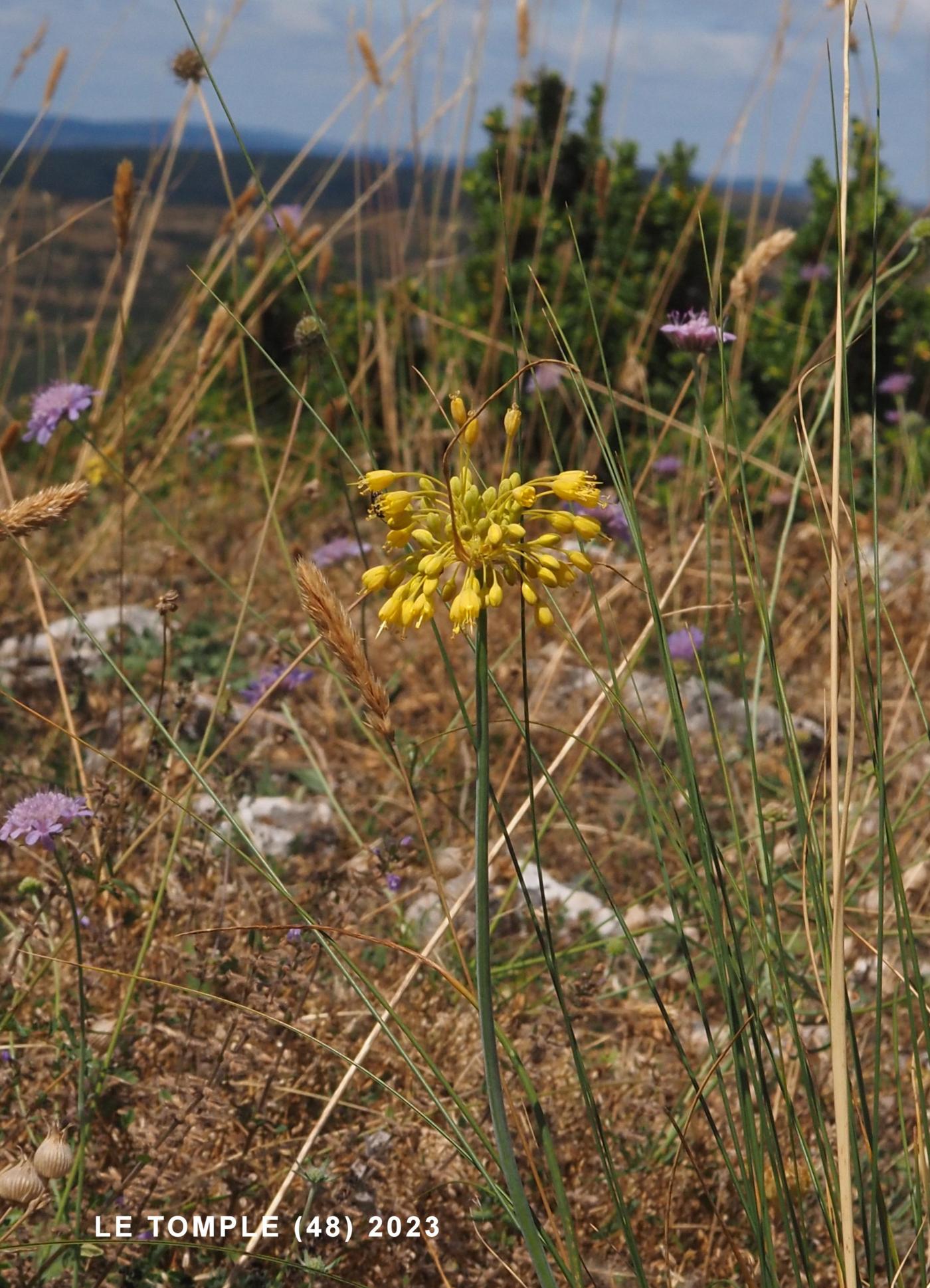 Onion, Yellow plant